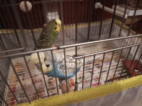 Muhabbet kuşu dişi ve erkek 1 yaşında