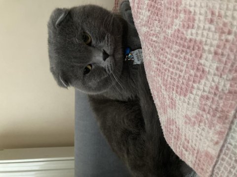 1 yaşında scottish fold