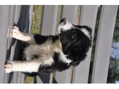 Siyah-beyaz border collie yavrular