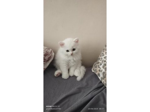 Pamuk şeker british kedimiz