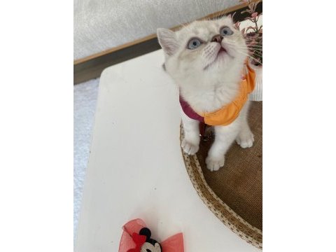 3 aylık dünyalar tatlısı ve oyuncu british shorthair