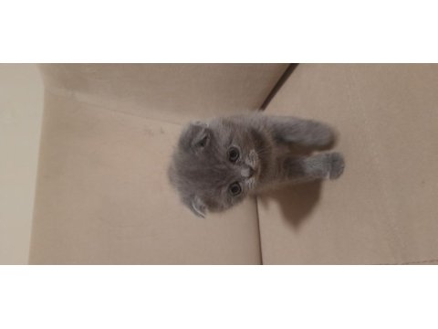 Scottish fold dişi kedimiz