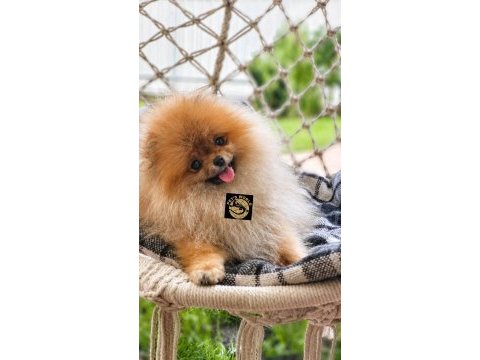 Pomeranian boo yavrularımız