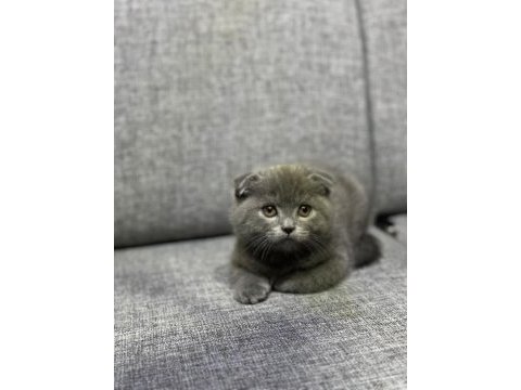 Scottish fold yavrularımız yeni yuvalarını arıyorlar