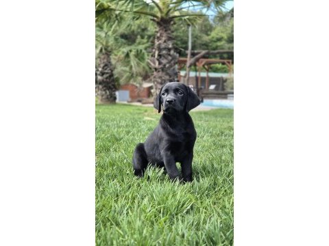 Labrador retrıever yavruları ıstanbul