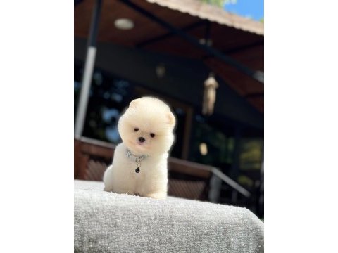 En tatlı pomeranian boo