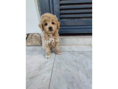 Maltipoo bebek 2 aylık köpekler