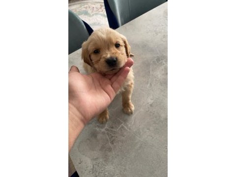 Yavru safkan golden retriever yavrular