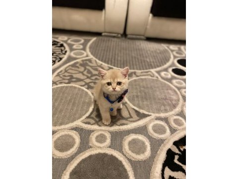 15 mart doğumlu golden british shorthair yavrumuz