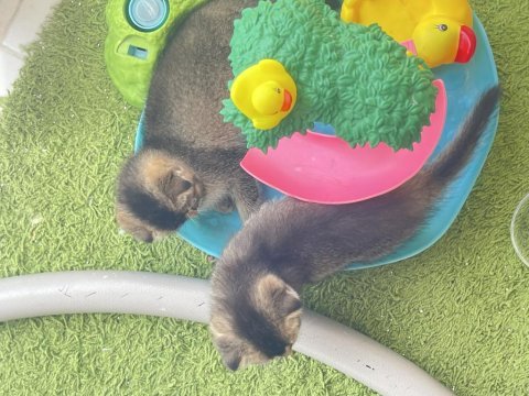 Yavru scottish fold yavrular