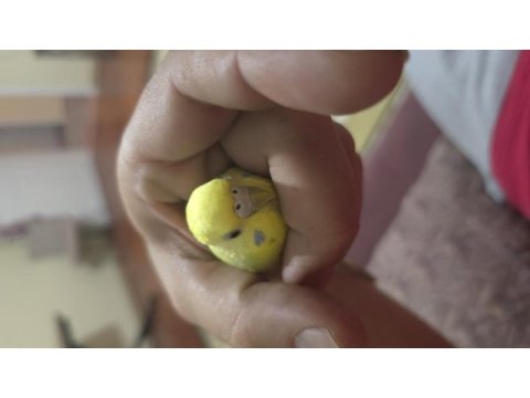 Lutino muhabbet kuşumuz için ulaşın