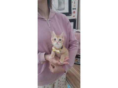 Golden british shorthair yavru