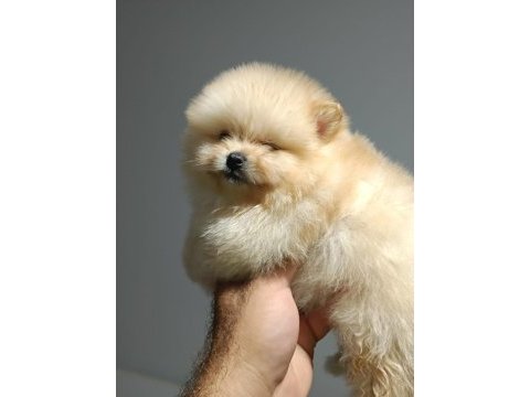 Pomeranian boo yavrularımız ırk ve sağlık garantili