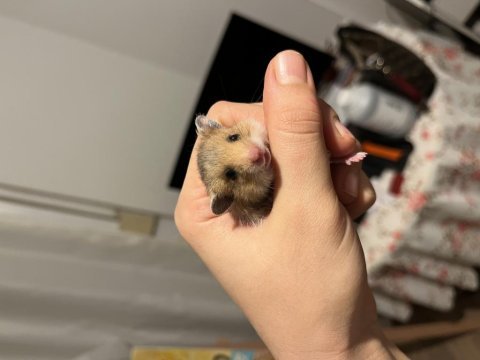 Yavru hamster sahiplendirmeler