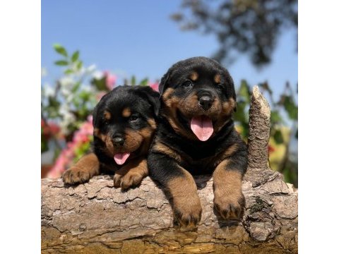 Üst kalite rottweiler yavrular