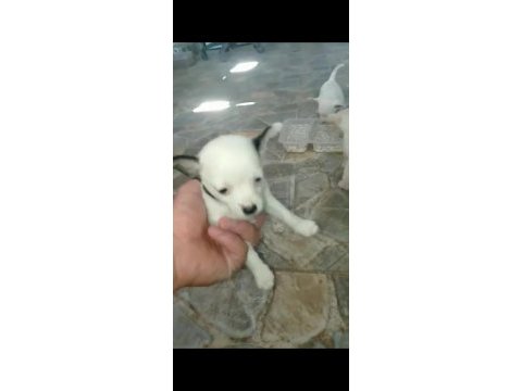 Irk ve sağlık garantili chihuahua yavrular