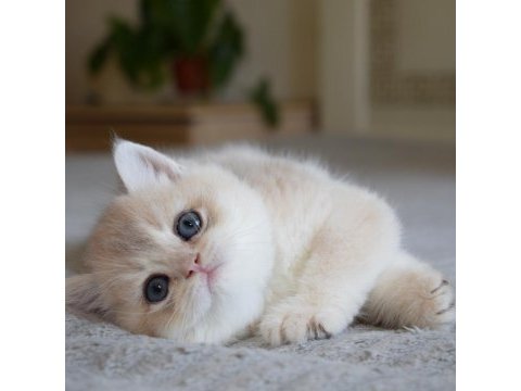 Nadir renk  golden british shorthair 