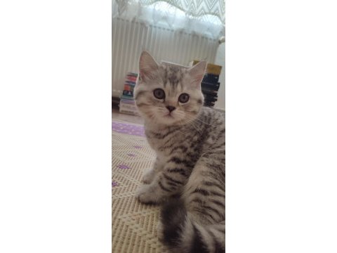 Dişi british shorthair blue point ve silver tabby