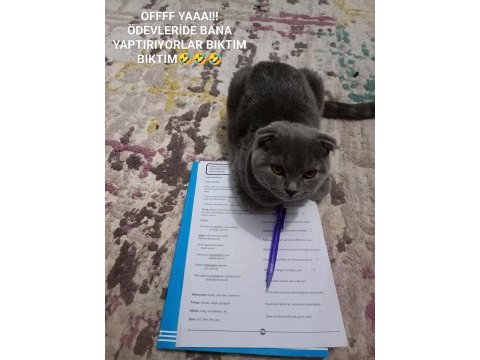 1.5 yaşında scottish fold