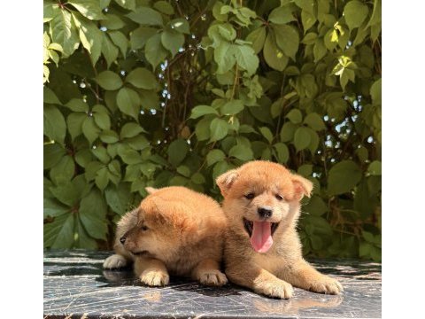 Shıba inu yavrular