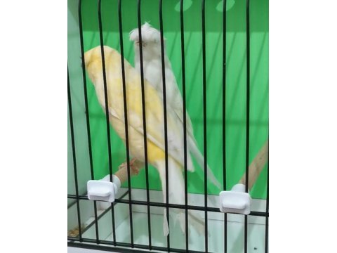 Orijinal safkan lankşayır takım kanarya