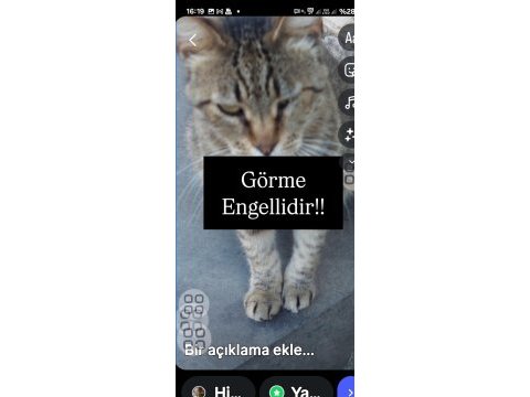 Kedimiz görme engellidir acil yuva arıyoruz