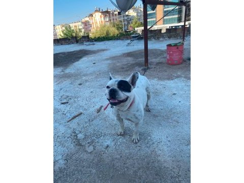Safkan dişi french bulldog