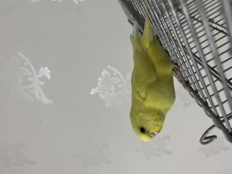 Bebek muhabbet kuşu nokta hatasız sarı