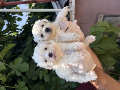 Sevimli pamuk maltese terrier