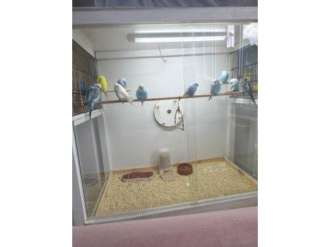 Jumbo muhabbet kuşu çok iyi 1 aylık yavrular
