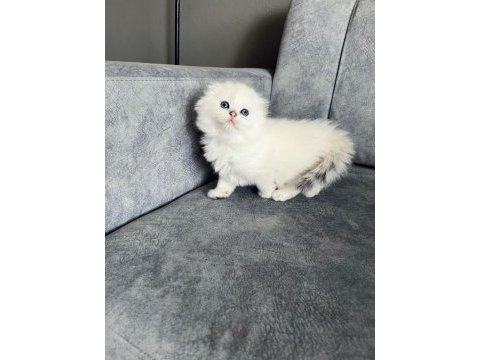 2 aylık erkek uzun tüylü scottish fold