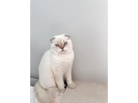 Erkek scottish fold kedime eş arıyoruz