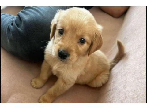 A kalite golden retriever erkek