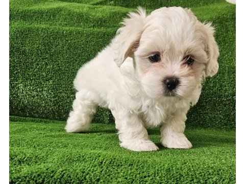 Maltese terrier minikler