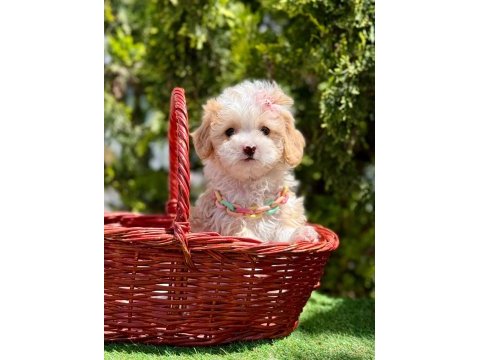 Minicik büyümeyecek maltipoo bebekler