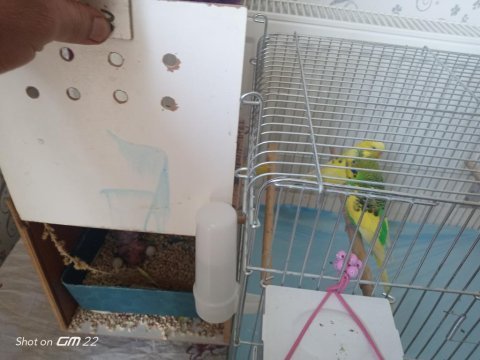 3 yavrusuyla birlikte satılık takım muhabbet kuşu