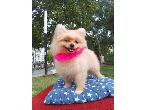 A kalite pomeranian yavrularımız