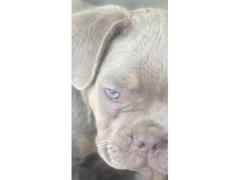 New shade isabella tan french bulldog