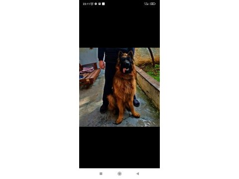 A kalite beslemek isteyenler buyursun alman kurdu
