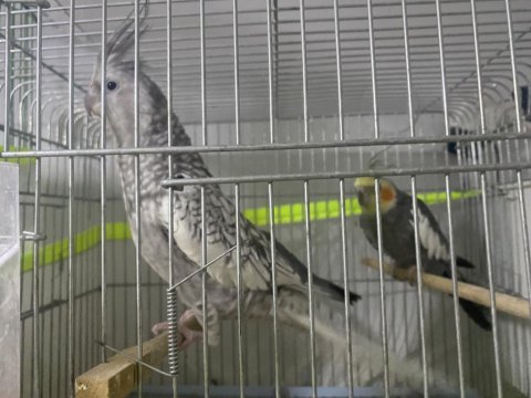 3 yavrulu muhteşem bakıcı takım sultan papağanı