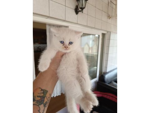45 günlük scottish fold yavrularım