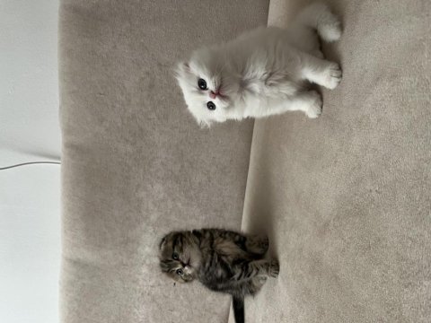 Scottish fold bebeklerimiz