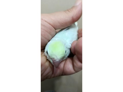 Gökkuşağı turkuaz cep papağanı bebekler