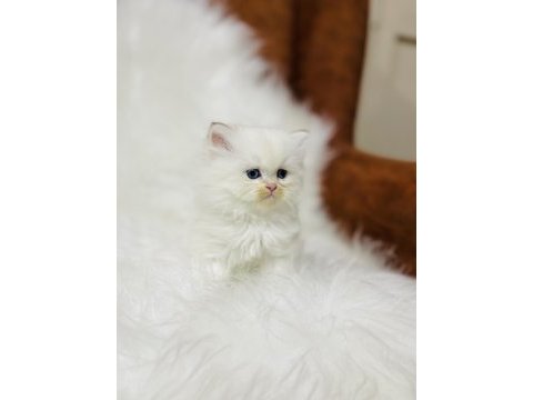 By1133 dişi iki aylık british longhair