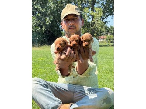Maltipoo yavrular bir birinden güzel tatlı