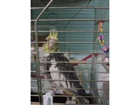 1 buçuk aylık yeme düşmüş sultan papağanı
