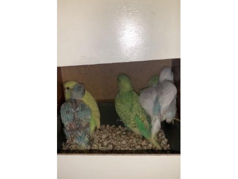 Muhabbet kuşu satılık