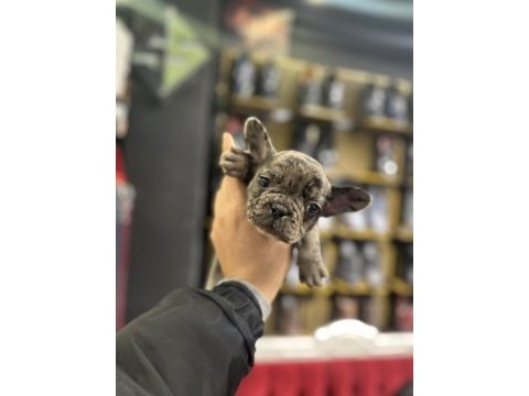 Merle french bulldog