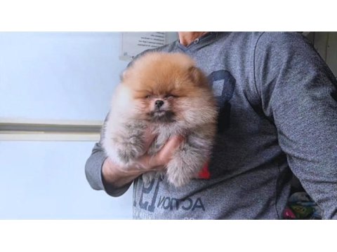 Orijinal pomeranian boo köpeği