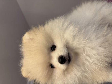 2 aylık erkek pomeranian